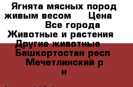 Ягнята мясных пород живым весом.  › Цена ­ 125 - Все города Животные и растения » Другие животные   . Башкортостан респ.,Мечетлинский р-н